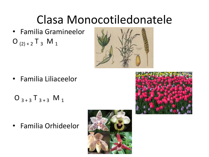 Clasa Monocotiledonatele. Familia Gramineelor. О (2) + 2 Т 3  М 1 Familia Liliaceelor О 3 + 3 Т 3 + 3  М 1 Familia Orhideelor