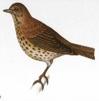 http://dasha46.narod.ru/Encyclopedic_Knowledge/Biology/Animals/Birds/2/Drozd1.jpg