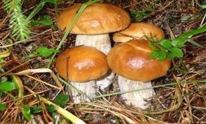 http://amberbook.com.ua/img/mushrooms.jpg