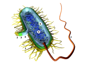 http://collegemicrob.narod.ru/microbilogy/img/bac_cell.gif
