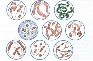 многообразие бактерий