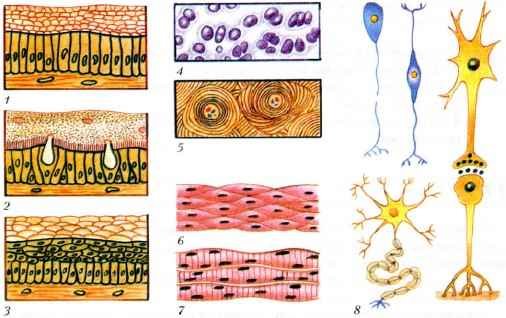 Схемы строения различных тканей и клеток животных: 1,2,3 - эпителиальные ткани: 4,5 - соединительные ткани; 6,7...