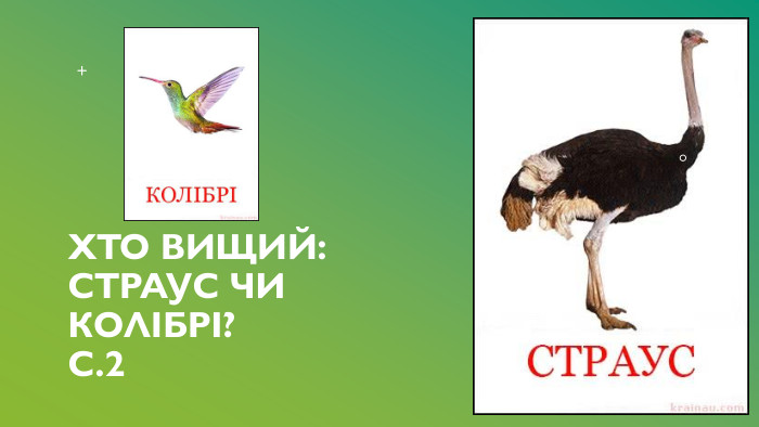 Хто вищий: страус чи колібрі? С.2