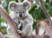 Koala-1.jpg