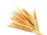 Картинки по запросу колоски пшениці