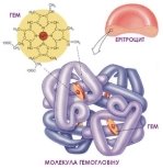 Картинки по запросу будова гемоглобіну