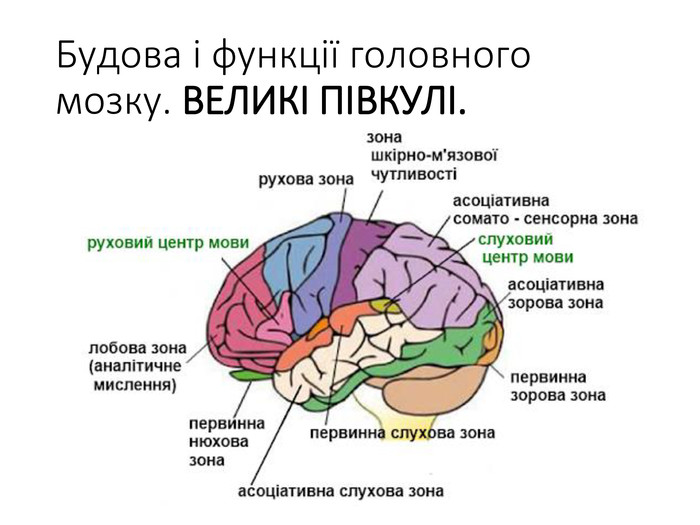 Очаги в коре головного мозга. Речевые зоны мозга Брока и Вернике. Зоны анализаторов в коре головного мозга. Локализация центров речи в коре. Речевой центр в головном мозге.