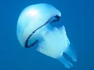 Результат пошуку зображень за запитом медуза