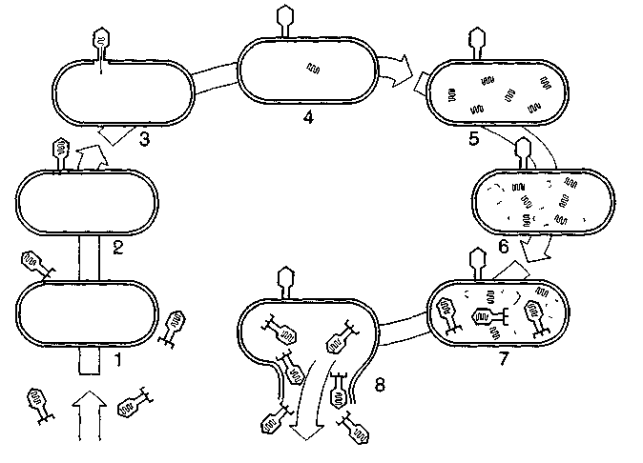Результат пошуку зображень за запитом "схема життєвого циклу бактеріофагу"