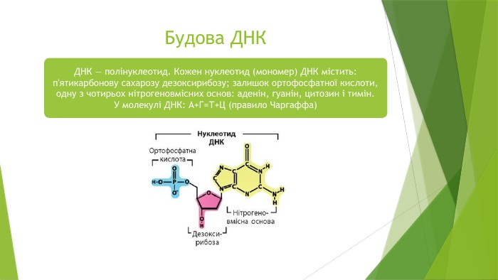 Будова ДНКДНК — полінуклеотид. Кожен нуклеотид (мономер) ДНК містить: п'ятикарбонову сахарозу дезоксирибозу; залишок ортофосфатної кислоти, одну з чотирьох нітрогеновмісних основ: аденін, гуанін, цитозин і тимін. У молекулі ДНК: А+Г=Т+Ц (правило Чаргаффа)