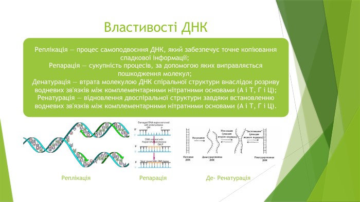 Властивості ДНКРеплікація — процес самоподвоєння ДНК, який забезпечує точне копіювання спадкової інформації; Репарація — сукупність процесів, за допомогою яких виправляється пошкодження молекул; Денатурація — втрата молекулою ДНК спіральної структури внаслідок розриву водневих зв'язків між комплементарними нітратними основами (А і Т, Г і Ц);Ренатурація — відновлення двоспіральної структури завдяки встановленню водневих зв'язків між комплементарними нітратними основами (А і Т, Г і Ц). Реплікація. Репарація. Де- Ренатурація