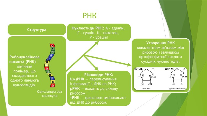 РНКОдноланцюгова молекула. Рибонуклеїнова кислота (РНК) — лінійний полімер, що складається з одного ланцюга нуклеотидів. Нуклеотиди РНК: А - аденін, Г - гуанін, Ц - цитозин, У - урацил. Структура. Різновиди РНК:і(м)РНК — переписування інформації з ДНК на РНК;р. РНК — входять до складу рибосом;т. РНК — транспорт амінокислот від ДНК до рибосом. Утворення РНКковалентним зв'язкам між рибозою і залишком ортофосфатної кислоти сусідніх нуклеотидів.