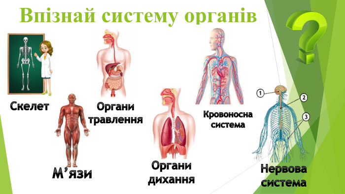Впізнай систему органів. Скелет. М’язи. Органи травлення. Органи дихання. Кровоносна система. Нервовасистема