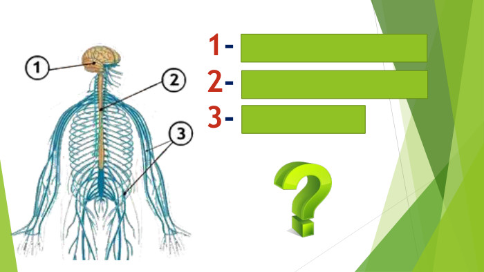 1- головний мозок2- спинний мозок3- нерви