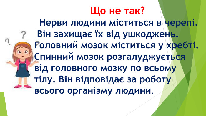  Що не так? Нерви людини міститься в черепі. Він захищає їх від ушкоджень. Головний мозок міститься у хребті. Спинний мозок розгалуджується від головного мозку по всьому тілу. Він відповідає за роботу всього організму людини. 