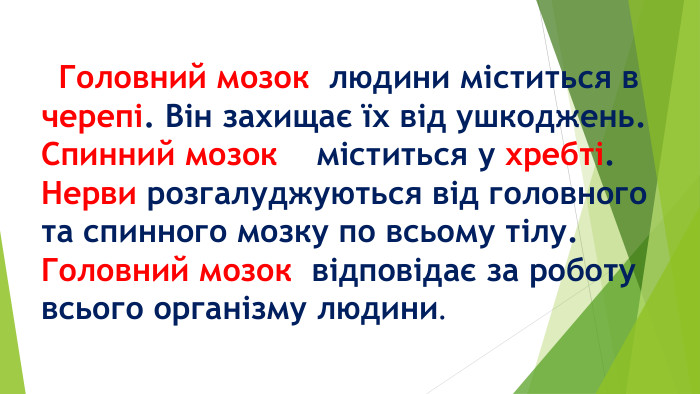  Головний мозок людини міститься в черепі. Він захищає їх від ушкоджень. Спинний мозок міститься у хребті. Нерви розгалуджуються від головного та спинного мозку по всьому тілу. Головний мозок відповідає за роботу всього організму людини. 