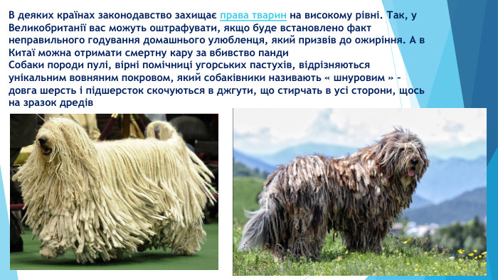 В деяких країнах законодавство захищає права тварин на високому рівні. Так, у Великобританії вас можуть оштрафувати, якщо буде встановлено факт неправильного годування домашнього улюбленця, який призвів до ожиріння. А в Китаї можна отримати смертну кару за вбивство панди. Собаки породи пулі, вірні помічниці угорських пастухів, відрізняються унікальним вовняним покровом, який собаківники називають « шнуровим » – довга шерсть і підшерсток скочуються в джгути, що стирчать в усі сторони, щось на зразок дредів