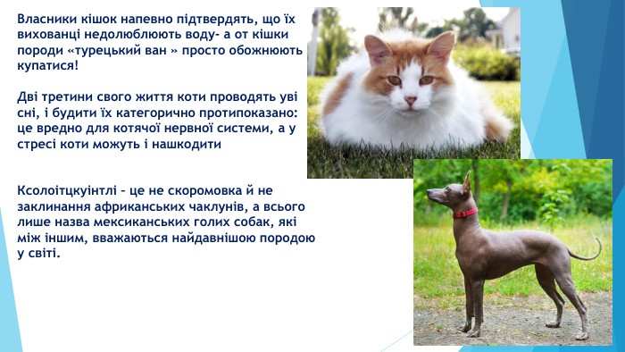 Власники кішок напевно підтвердять, що їх вихованці недолюблюють воду- а от кішки породи «турецький ван » просто обожнюють купатися!Дві третини свого життя коти проводять уві сні, і будити їх категорично протипоказано: це вредно для котячої нервної системи, а у стресі коти можуть і нашкодити. Ксолоітцкуінтлі – це не скоромовка й не заклинання африканських чаклунів, а всього лише назва мексиканських голих собак, які між іншим, вважаються найдавнішою породою у світі. 