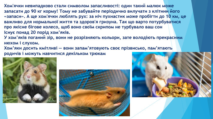 Хом'ячки невипадково стали символом запасливості: один такий малюк може запасати до 90 кг корму! Тому не забувайте періодично вилучати з клітини його «запаси». А ще хом'ячки люблять рух: за ніч пухнастик може пробігти до 10 км, це важливо для нормальної життя та здоров'я гризуна. Так що варто потурбуватися про якісне бігове колесо, щоб воно своїм скрипом не турбувало ваш сонІснує понад 20 порід хом’яків. У хом’яків поганий зір, вони не розрізняють кольори, зате володіють прекрасним нюхом і слухом. Хом’яки досить кмітливі — вони запам’ятовують своє прізвисько, пам’ятають родичів і можуть навчитися декільком трюкам