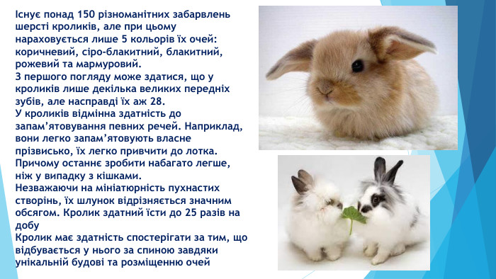 Існує понад 150 різноманітних забарвлень шерсті кроликів, але при цьому нараховується лише 5 кольорів їх очей: коричневий, сіро-блакитний, блакитний, рожевий та мармуровий. З першого погляду може здатися, що у кроликів лише декілька великих передніх зубів, але насправді їх аж 28. У кроликів відмінна здатність до запам’ятовування певних речей. Наприклад, вони легко запам’ятовують власне прізвисько, їх легко привчити до лотка. Причому останнє зробити набагато легше, ніж у випадку з кішками. Незважаючи на мініатюрність пухнастих створінь, їх шлунок відрізняється значним обсягом. Кролик здатний їсти до 25 разів на добу. Кролик має здатність спостерігати за тим, що відбувається у нього за спиною завдяки унікальній будові та розміщенню очей