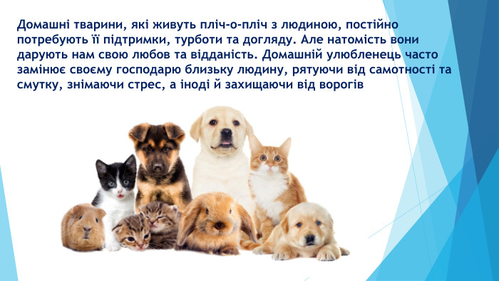 Домашні тварини, які живуть пліч-о-пліч з людиною, постійно потребують її підтримки, турботи та догляду. Але натомість вони дарують нам свою любов та відданість. Домашній улюбленець часто замінює своєму господарю близьку людину, рятуючи від самотності та смутку, знімаючи стрес, а іноді й захищаючи від ворогів