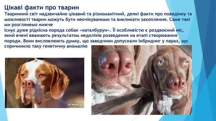 Цікаві факти про тварин. Тваринний світ надзвичайно цікавий та різноманітний, деякі факти про поведінку та можливості тварин можуть бути неочікуваними та викликати захоплення. Саме такі ми розглянемо нижчеІснує дуже рідкісна порода собак «каталбурун». Її особливістю є роздвоєний ніс, який вчені вважають результатом недоліків розведення на етапі створювання породи. Вони висловлюють думку, що заводчики допускали інбридинг у парах, що спричинило таку генетичну аномалію