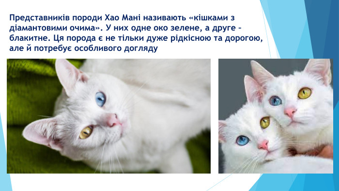 Представників породи Хао Мані називають «кішками з діамантовими очима». У них одне око зелене, а друге – блакитне. Ця порода є не тільки дуже рідкісною та дорогою, але й потребує особливого догляду