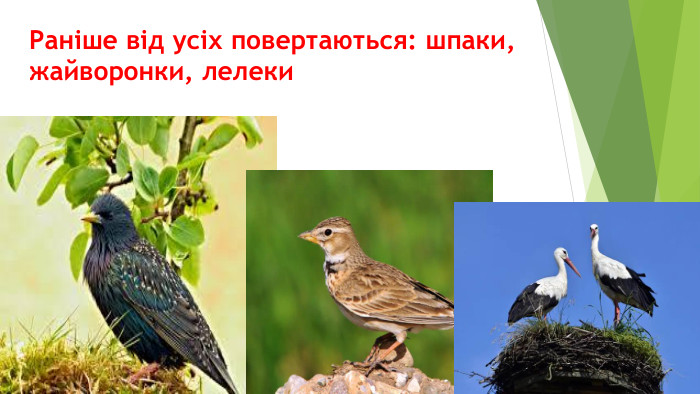 Раніше від усіх повертаються: шпаки, жайворонки, лелеки