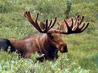 moose-1