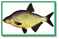 Картинки по запросу риби