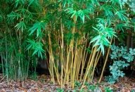 Картинки по запросу бамбук