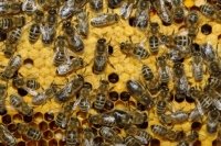 Картинки по запросу рій бджіл