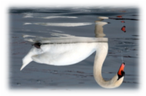 C:\Users\КТК\Desktop\Cavalierelatino_-_Swan_in_the_lake_with_reflection_(by).jpg