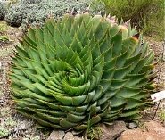 https://upload.wikimedia.org/wikipedia/commons/thumb/e/eb/Aloe_polyphylla_1.jpg/275px-Aloe_polyphylla_1.jpg