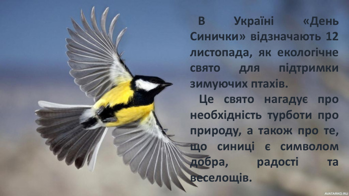  В Україні «День Синички» відзначають 12 листопада, як екологічне свято для підтримки зимуючих птахів. Це свято нагадує про необхідність турботи про природу, а також про те, що синиці є символом добра, радості та веселощів. 