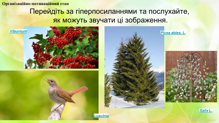 Перейдіть за гіперпосиланнями та послухайте, як можуть звучати ці зображення. Salix L. Picea abies, L. Viburnum. Luscinia. Організаційно-мотиваційний етап