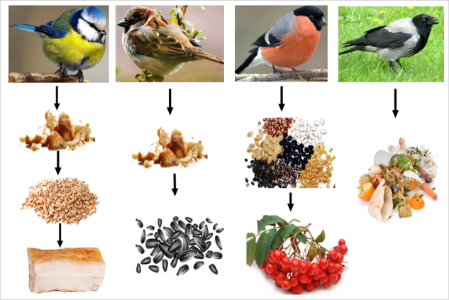 Чим зазвичай харчуються птахи?
