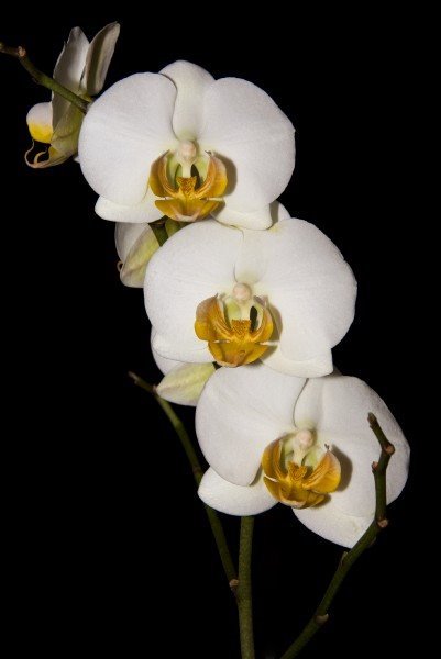 Біла орхідея