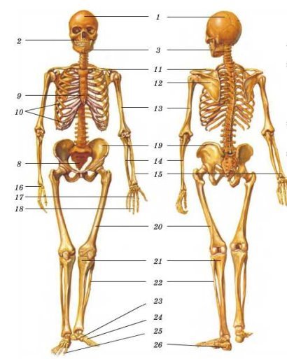 Результат пошуку зображень за запитом "скелет людини будова"
