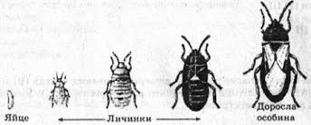 Картинки по запросу типи розвитку комах фото