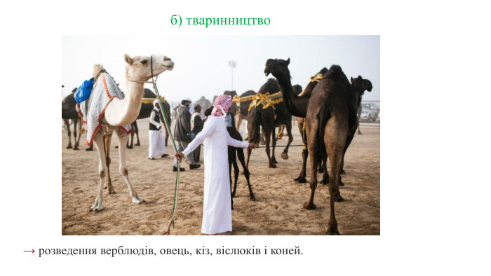 → розведення верблюдів, овець, кіз, віслюків і коней.б) тваринництво