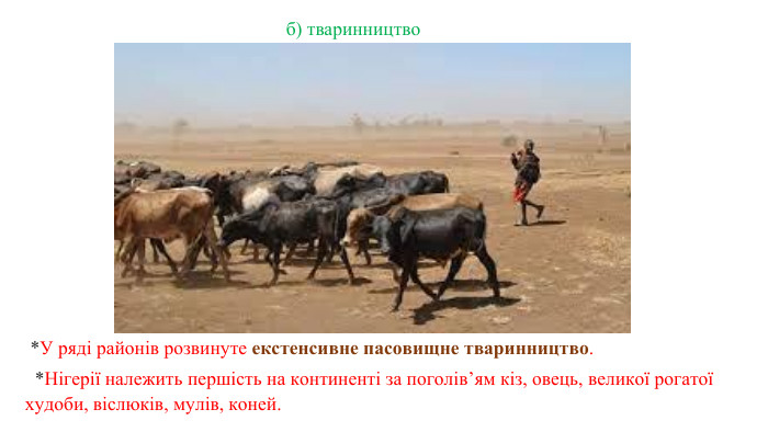  *У ряді районів розвинуте екстенсивне пасовищне тваринництво.  *Нігерії належить першість на континенті за поголів’ям кіз, овець, великої рогатої худоби, віслюків, мулів, коней.б) тваринництво 