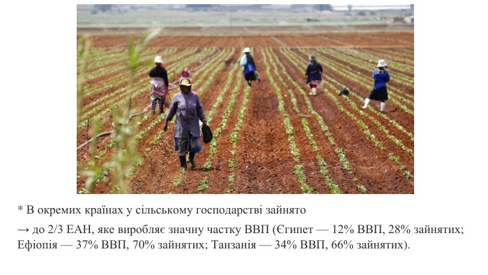 * В окремих країнах у сільському господарстві зайнято → до 2/3 ЕАН, яке виробляє значну частку ВВП (Єгипет — 12% ВВП, 28% зайнятих; Ефіопія — 37% ВВП, 70% зайнятих; Танзанія — 34% ВВП, 66% зайнятих).