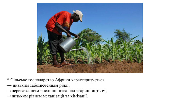 * Сільське господарство Африки характеризується → низьким забезпеченням ріллі, →переважанням рослинництва над тваринництвом, →низьким рівнем механізації та хімізації. 