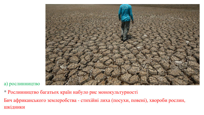 а) рослинництво* Рослинництво багатьох країн набуло рис монокультурностіБич африканського землеробства - стихійні лиха (посухи, повені), хвороби рослин, шкідники