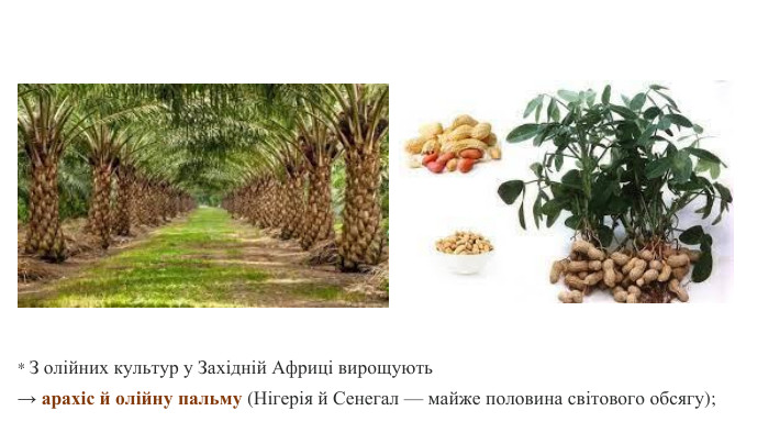 * З олійних культур у Західній Африці вирощують→ арахіс й олійну пальму (Нігерія й Сенегал — майже половина світового обсягу); 