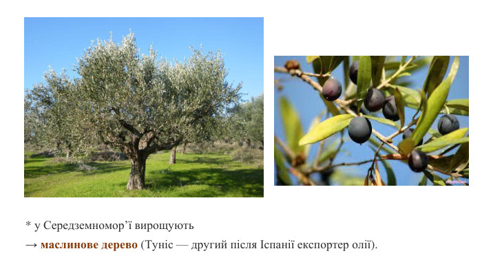 * у Середземномор’ї вирощують → маслинове дерево (Туніс — другий після Іспанії експортер олії).