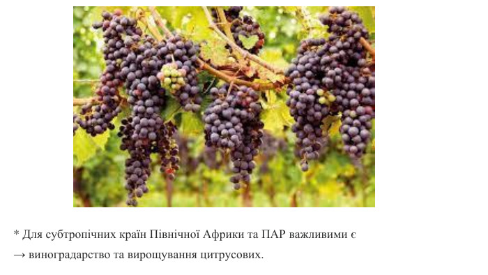 * Для субтропічних країн Північної Африки та ПАР важливими є → виноградарство та вирощування цитрусових. 