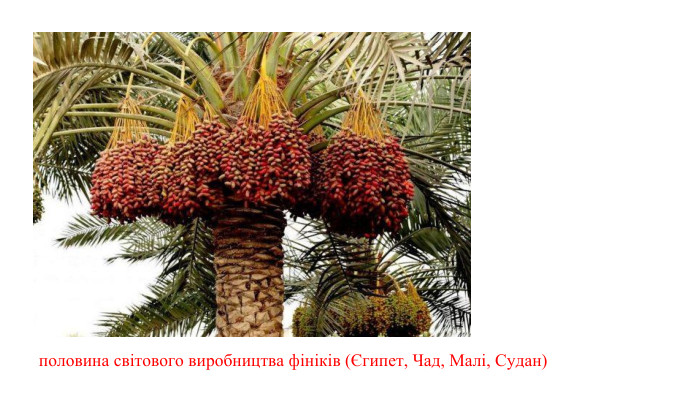 половина світового виробництва фініків (Єгипет, Чад, Малі, Судан) 