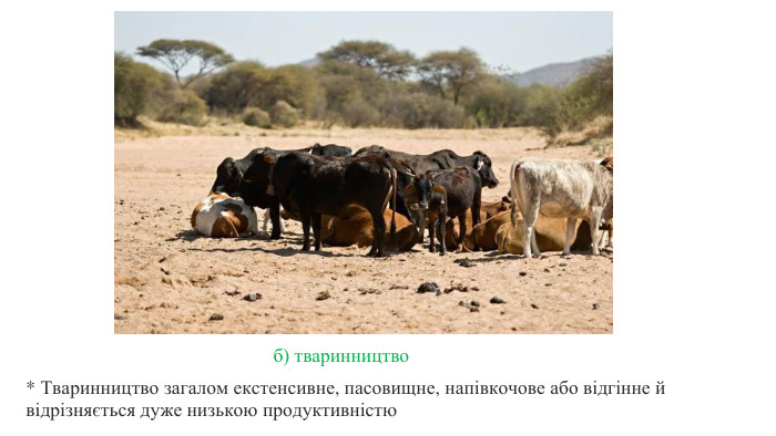  б) тваринництво* Тваринництво загалом екстенсивне, пасовищне, напівкочове або відгінне й відрізняється дуже низькою продуктивністю